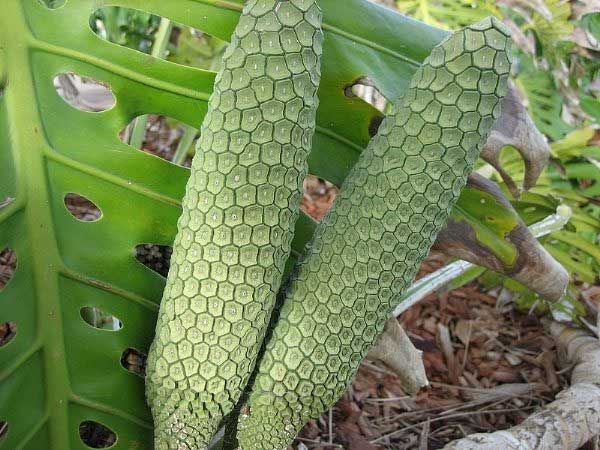 Monstera Deliciosa