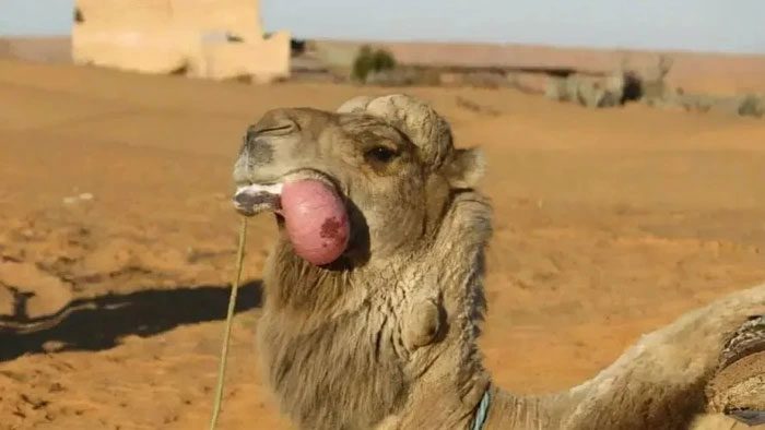 Typically, the tongue of female camels is much smaller than that of male camels.