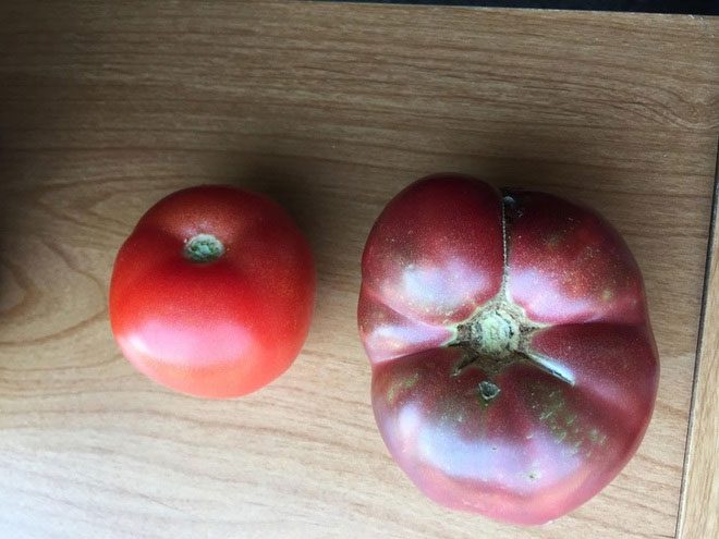 A modern tomato compared to one grown from seeds 150 years ago