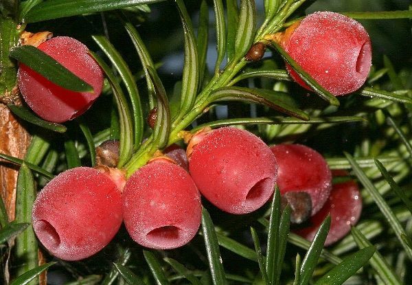 Water Pine Fruit