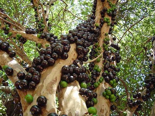 Jabuticaba