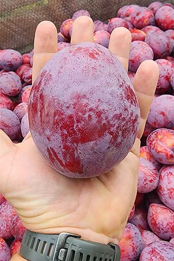 Giant Plum