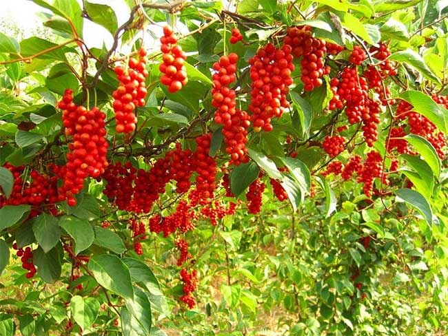 This fruit is also used for medicinal purposes in many Asian countries.