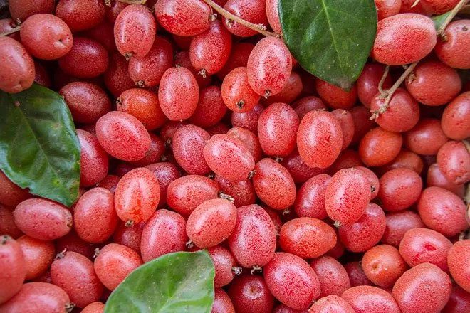 Improper consumption of jujube can be harmful to health.