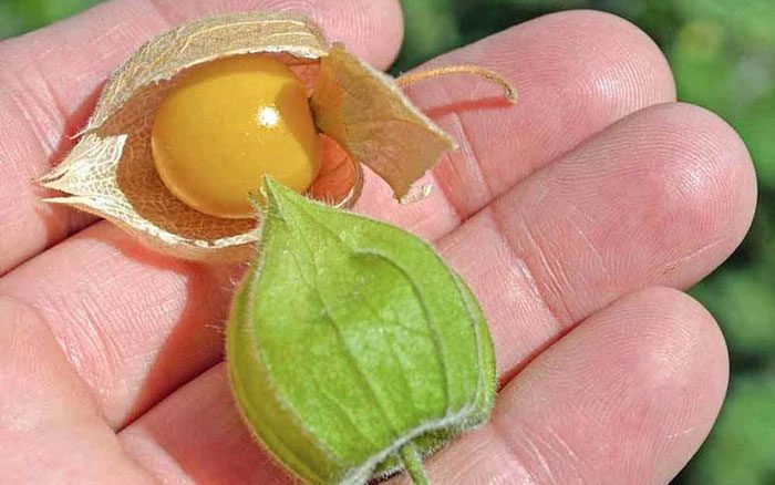 In Traditional Chinese Medicine, physalis is bitter and cool, helping to clear heat and relieve phlegm.