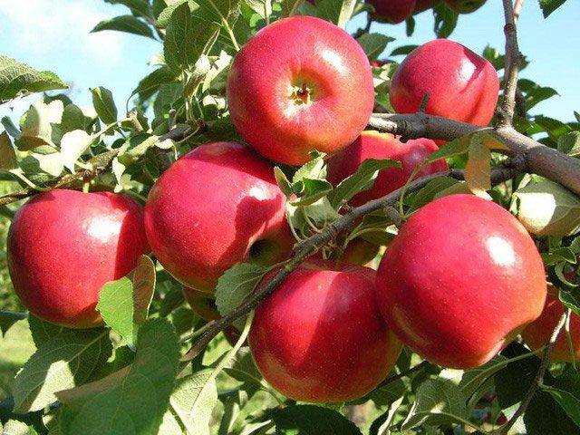 Triterpenoid compounds found in apple peels can kill cancer cells.