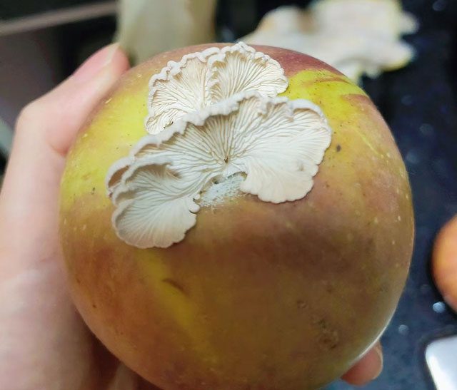 Apple with mushrooms