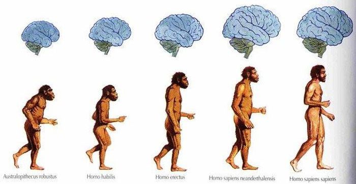 The human brain once developed robustly but is now shrinking after the agricultural revolution