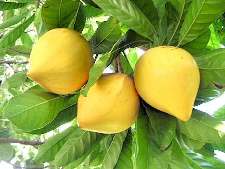 Chicken egg fruit is good for cardiovascular health.