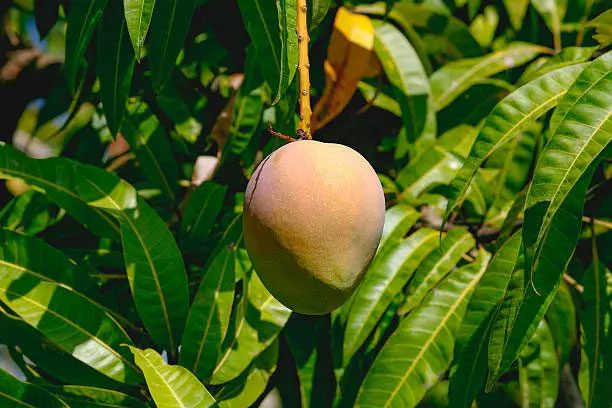 Mangiferin in mango leaves has anticancer properties