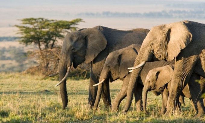 Zimbabwe currently has the second-largest elephant population in the world.