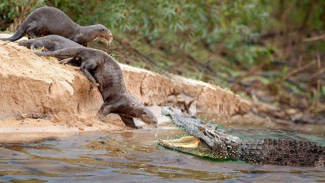 Despite their superior hunting skills, Spectacled Caimans still fall short against otters.