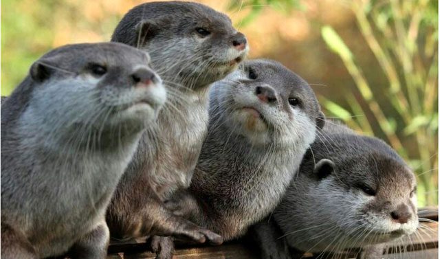 Contrary to their cute appearance, giant otters are formidable opponents of crocodiles in the Amazon