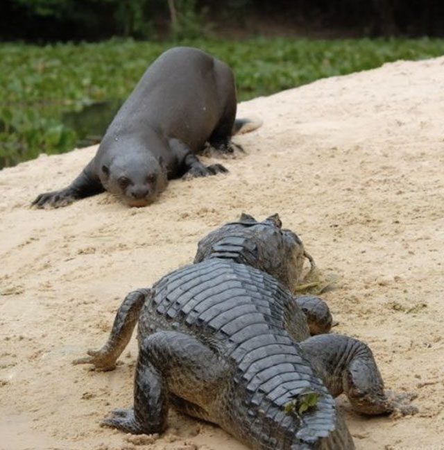 Giant otters are called "river wolves" due to their strong underwater fighting abilities