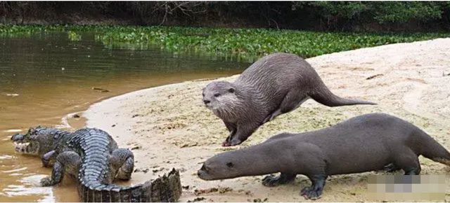 Giant otters are very intelligent and know how to attack their opponent's weaknesses.