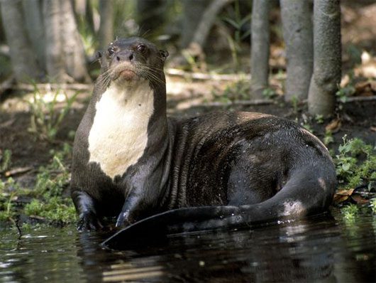 10 aquatic monsters of the Amazon River