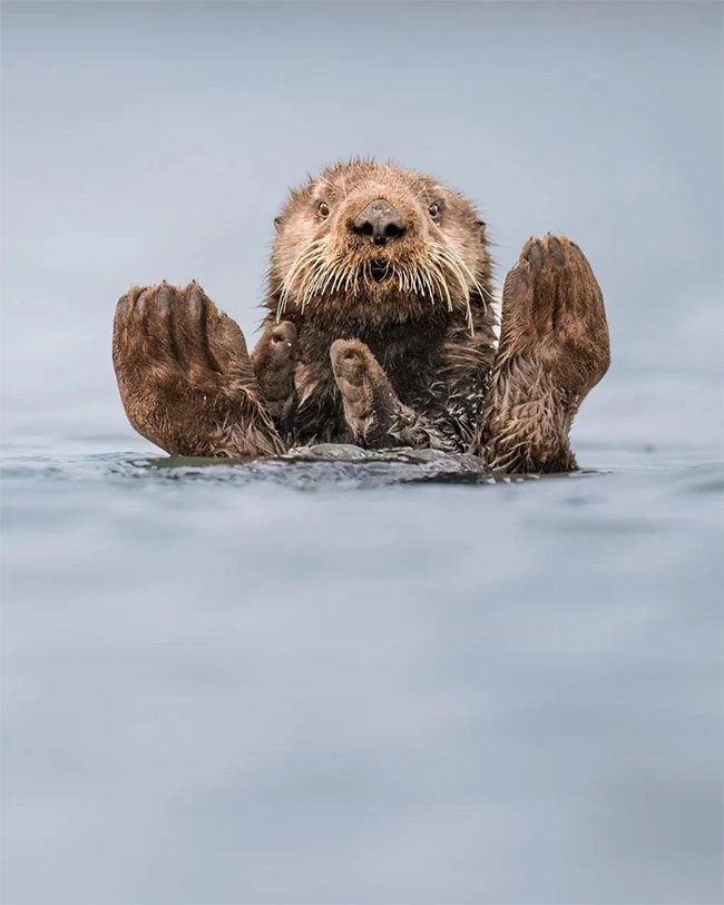 Sea otter