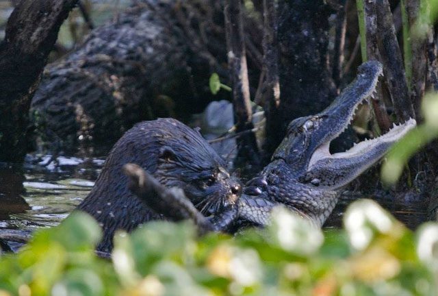 In the unexpected battle, the otter easily defeated the crocodile.