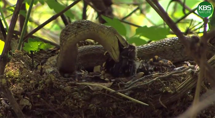 A snake has captured a chick with the intention of eating its prey.