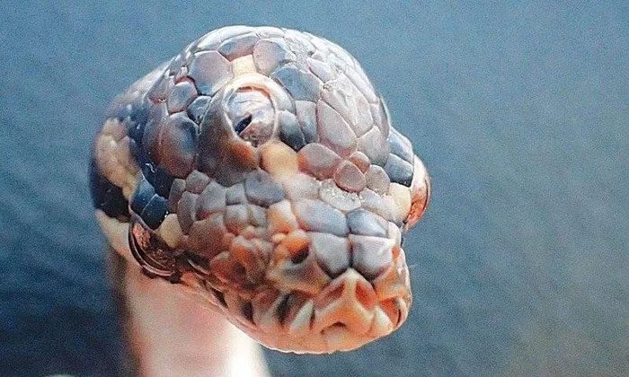 Three-eyed Snake