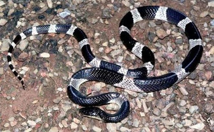 Banded Krait