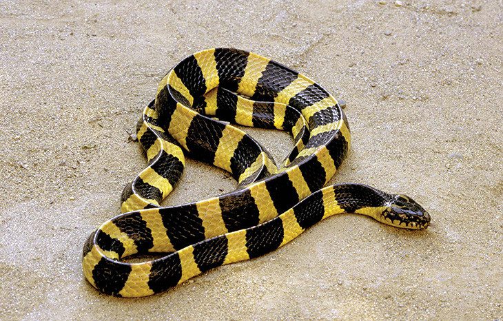 Very Venomous Krait with a Head Like a Non-Venomous Snake