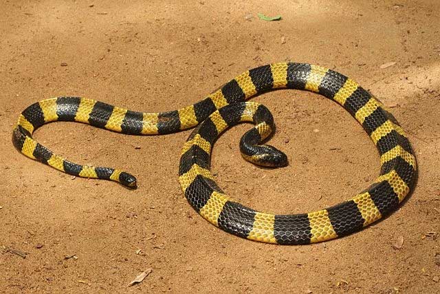 Banded Krait, a venomous snake with black and yellow stripes