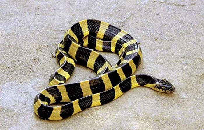 Malayan Krait