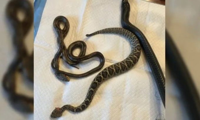 Eastern indigo snake (right) regurgitating a rat snake (left) and a smaller eastern diamondback rattlesnake (middle).