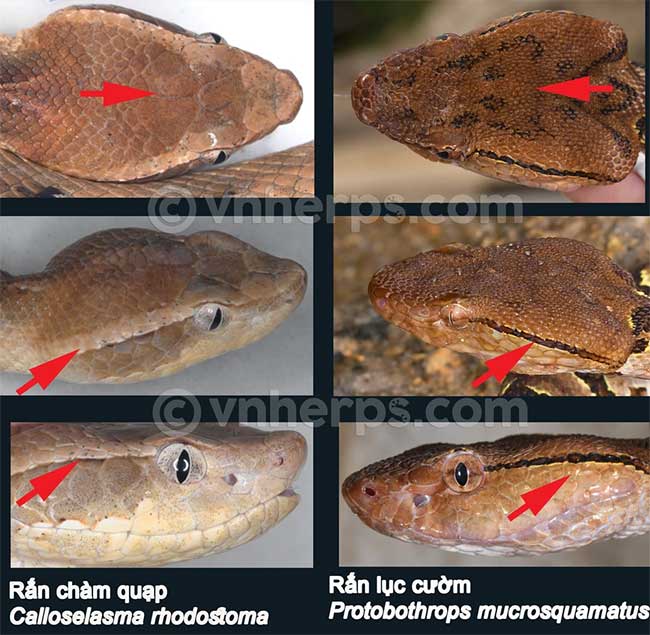 The head scales of the Malayan Pit Viper are larger than those of the Green Pit Viper.