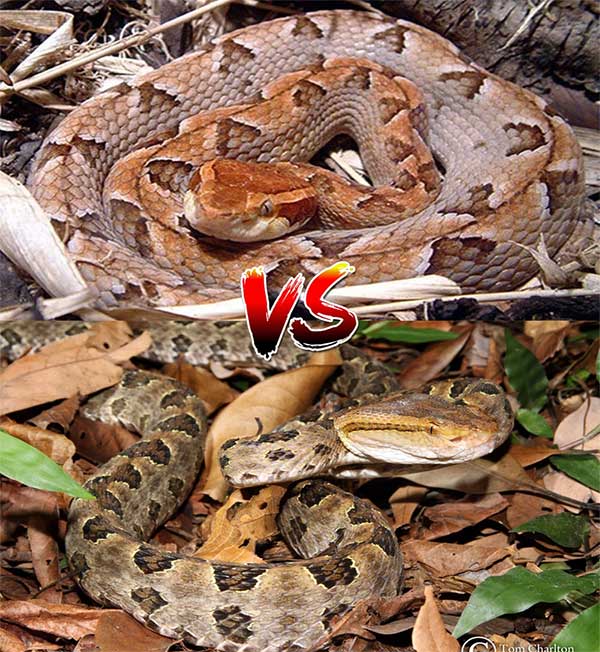 Which one is the Green Pit Viper, and which one is the Malayan Pit Viper?