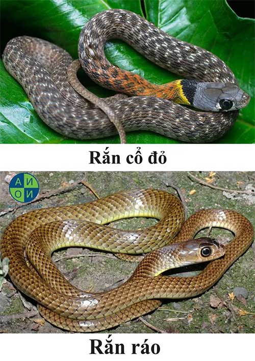 The red-necked snake closely resembles the rat snake.