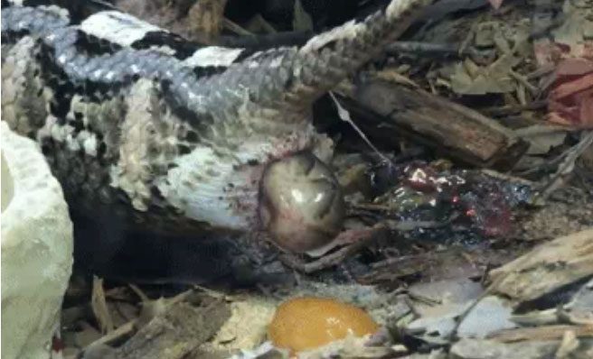 Like many other species of pit vipers, the Gaboon viper is also a live-bearing species.