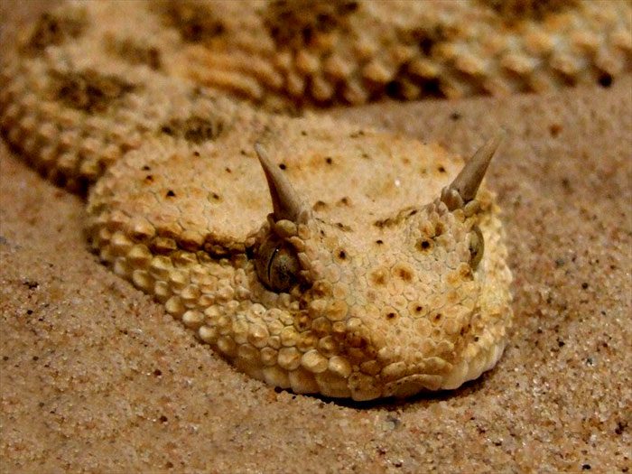 Horned Viper