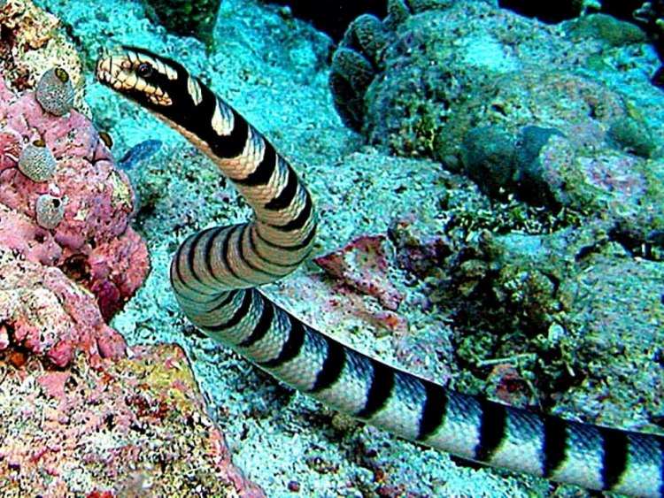 Belcher's Sea Snake is the most venomous snake in the world