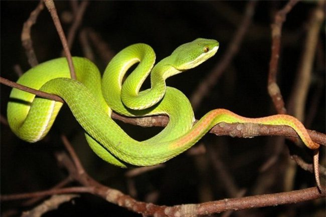 Red-Tailed Viper