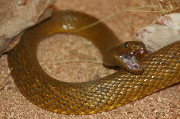 Inland Taipan