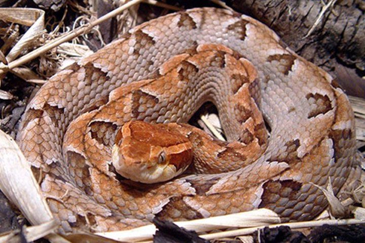 Bamboo Viper