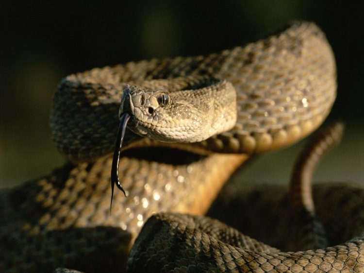 Rattlesnake