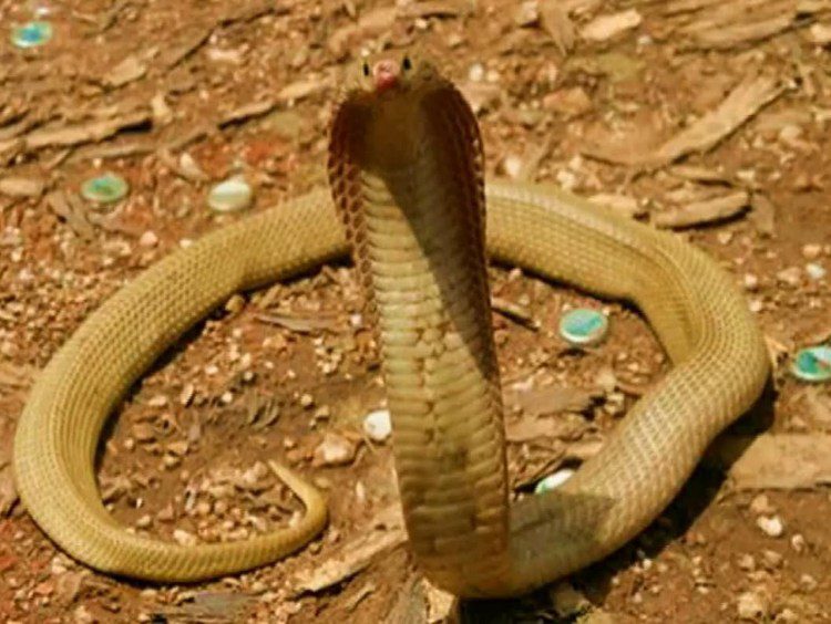 Philippine Cobra