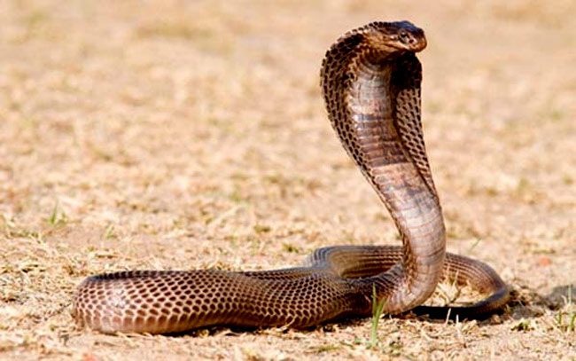 Siamese Cobra (Naja siamensis)