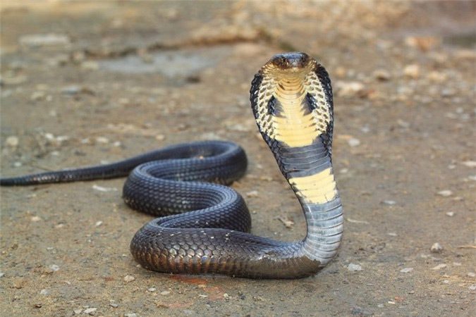 King Cobra