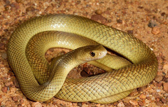 Eastern Brown Snake