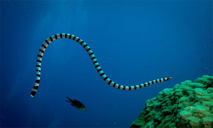 Sea Snake