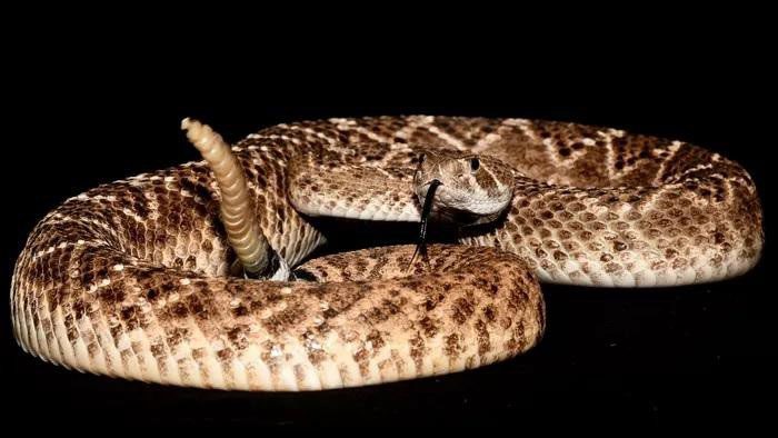 Rattlesnakes use auditory illusions to deceive humans.