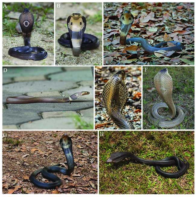 The Indo-Chinese Cobra is usually darker than the Chinese Cobra