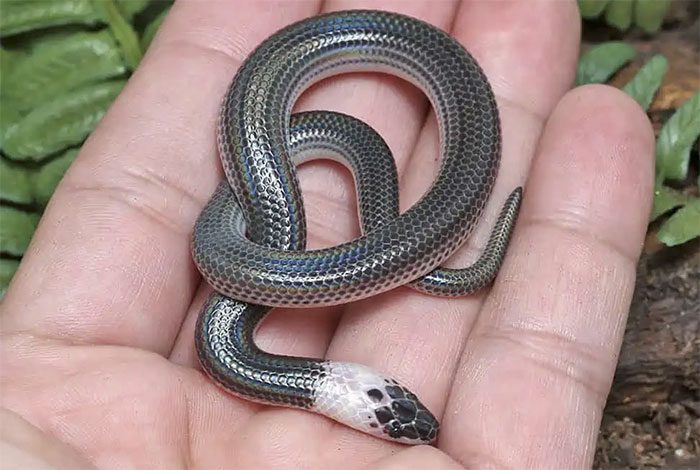 Juvenile Hog-nosed Snake stands out with a white "necklace" on its body