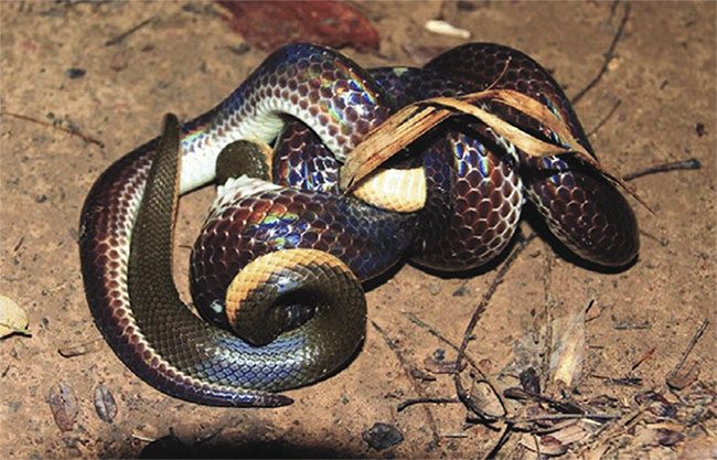 Hog-nosed Snake using muscular strength to constrict and kill its prey