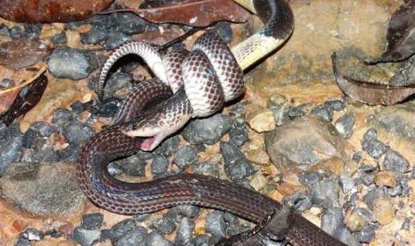 Hog-nosed Snake constricting a Malayan pit viper