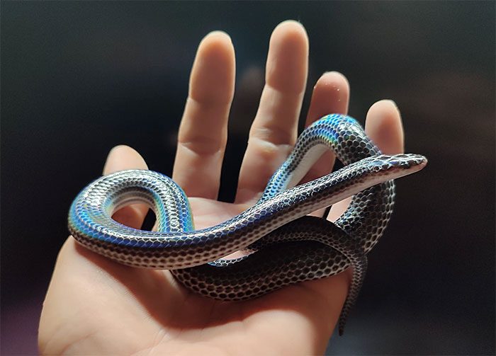 A Hog-nosed Snake encountered in Kien Giang Province.